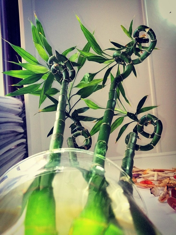 Photograph by Wynand Carelse