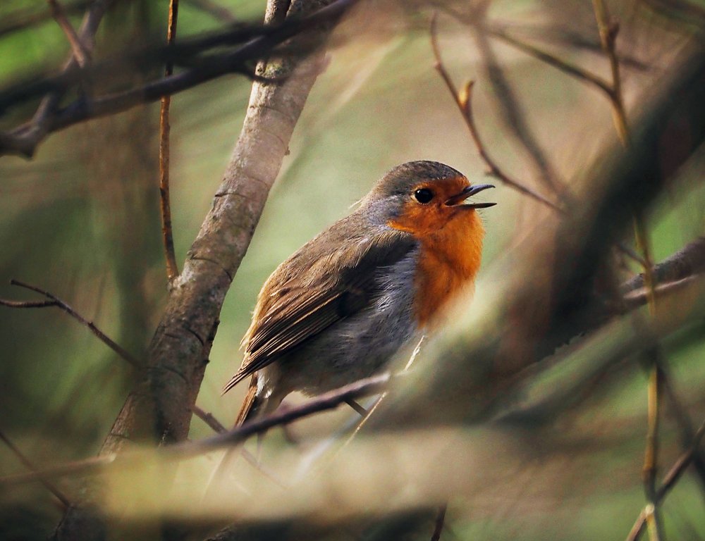 Photograph by Елена Ржевская