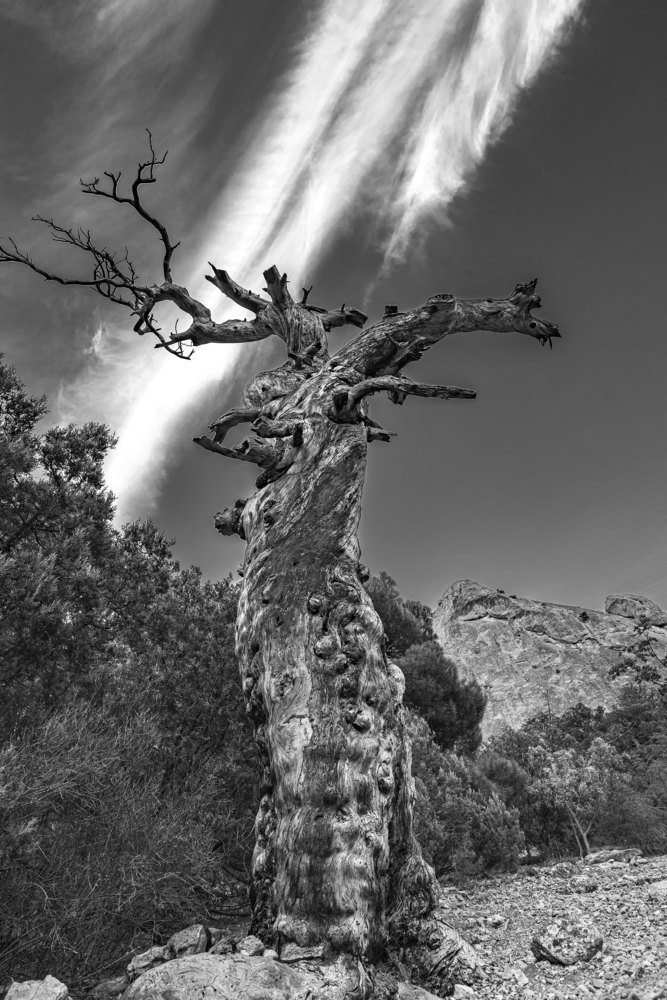 Древо Жизни