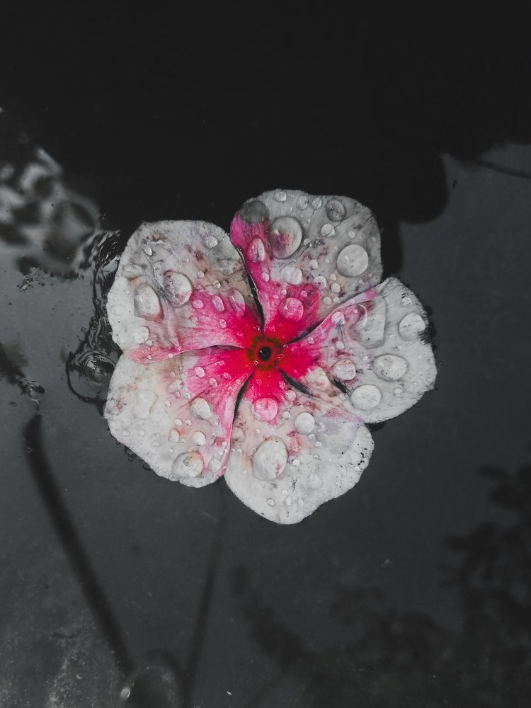 Photograph by Twizz Twizz