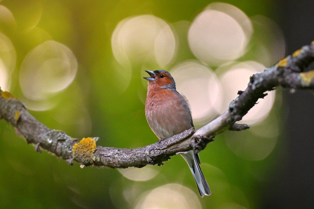 Песня на закате дня