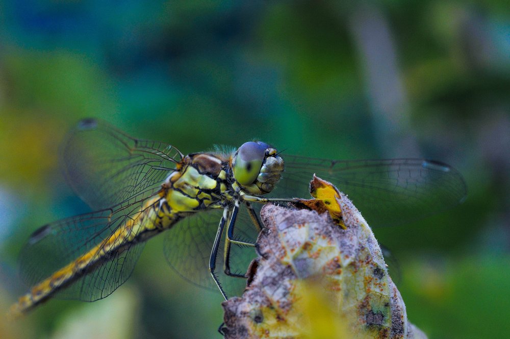 Photograph by Олеся zme