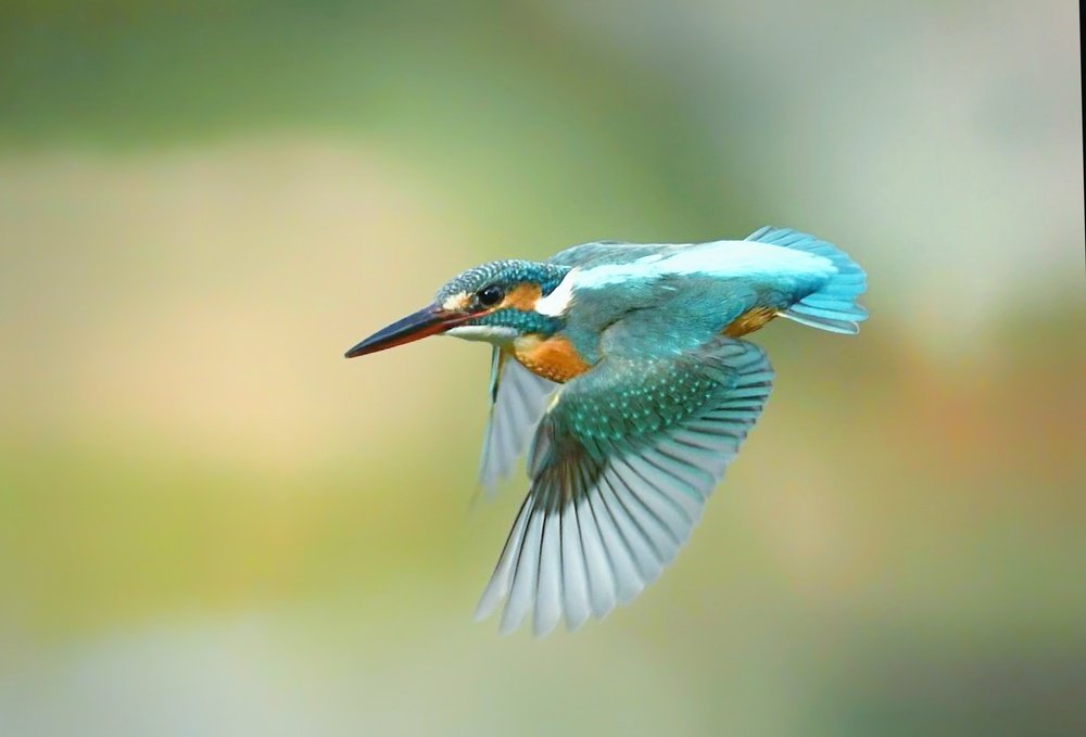 Photograph by Atul mehta