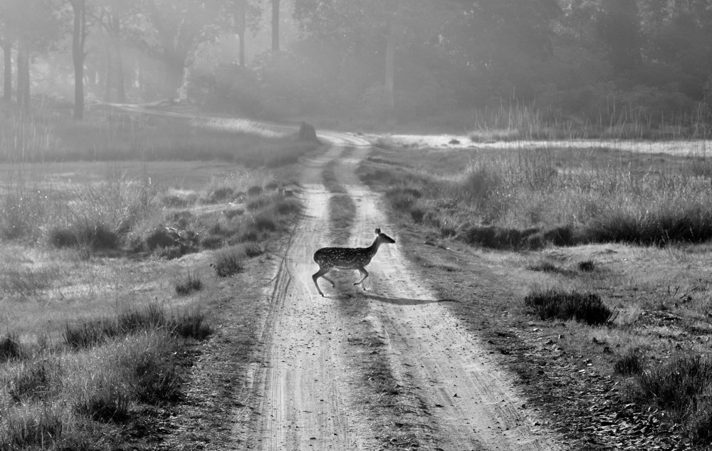 Photograph by Debarshi B