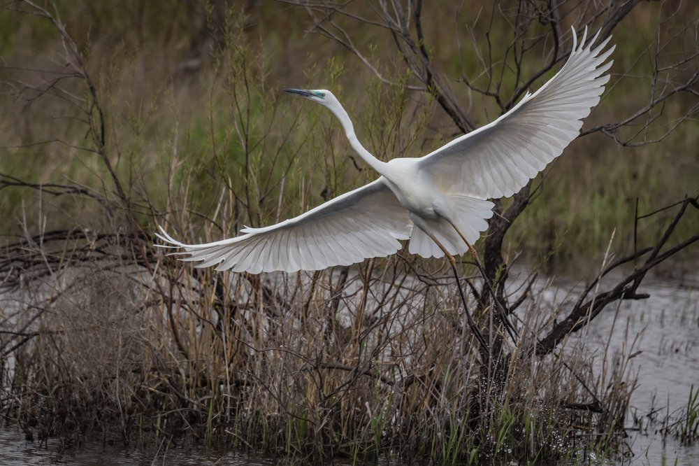 Белые объятия