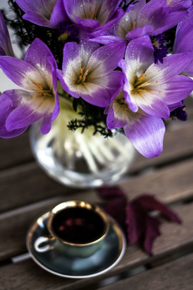 Бессмертники