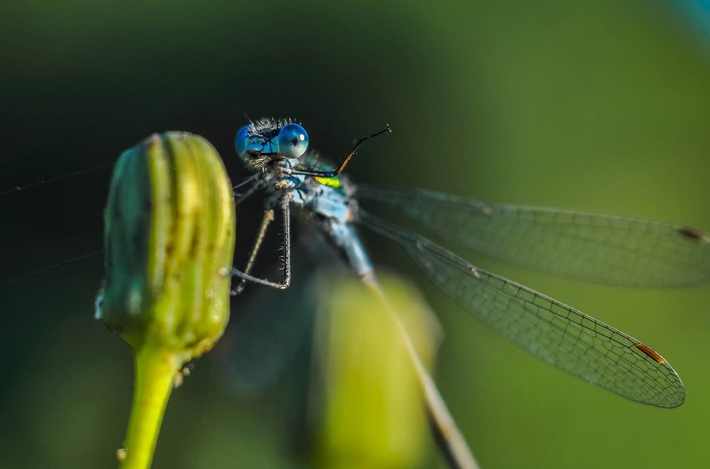 Photograph by Олеся zme