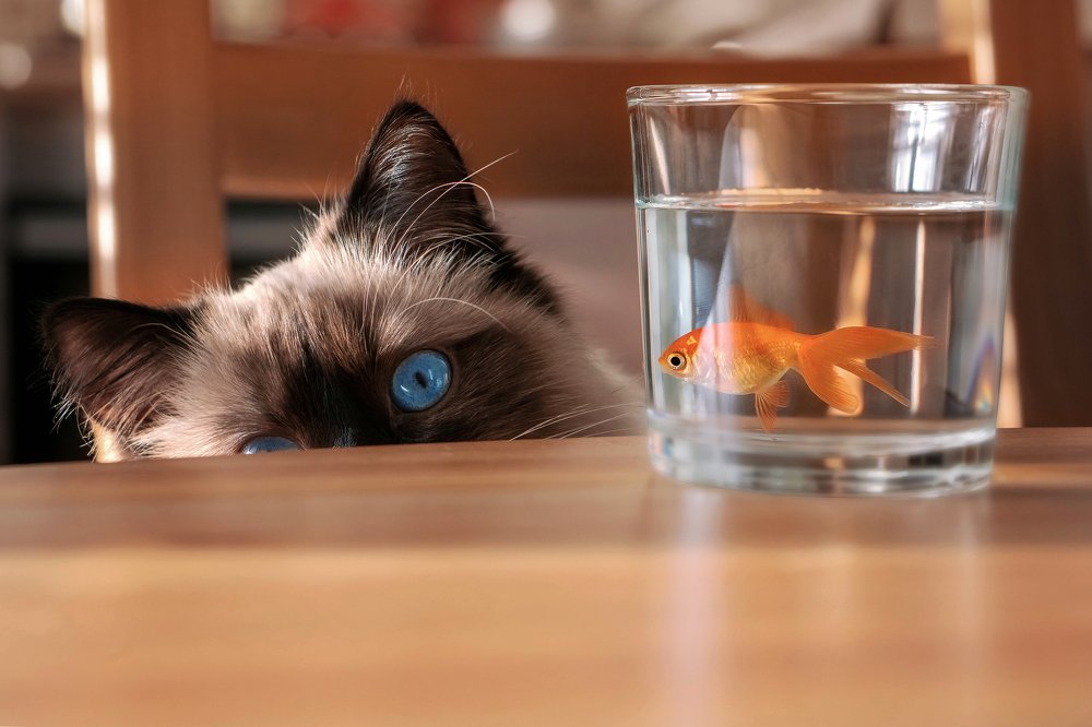 Поиграем в кошки-рыбки