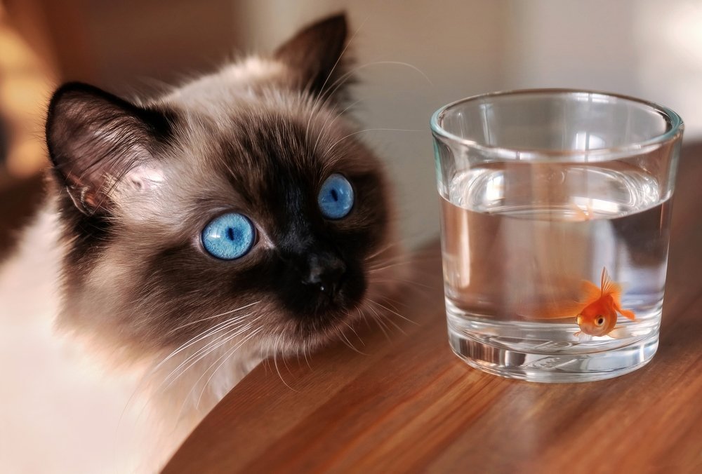 Ой, золотая рыбка!