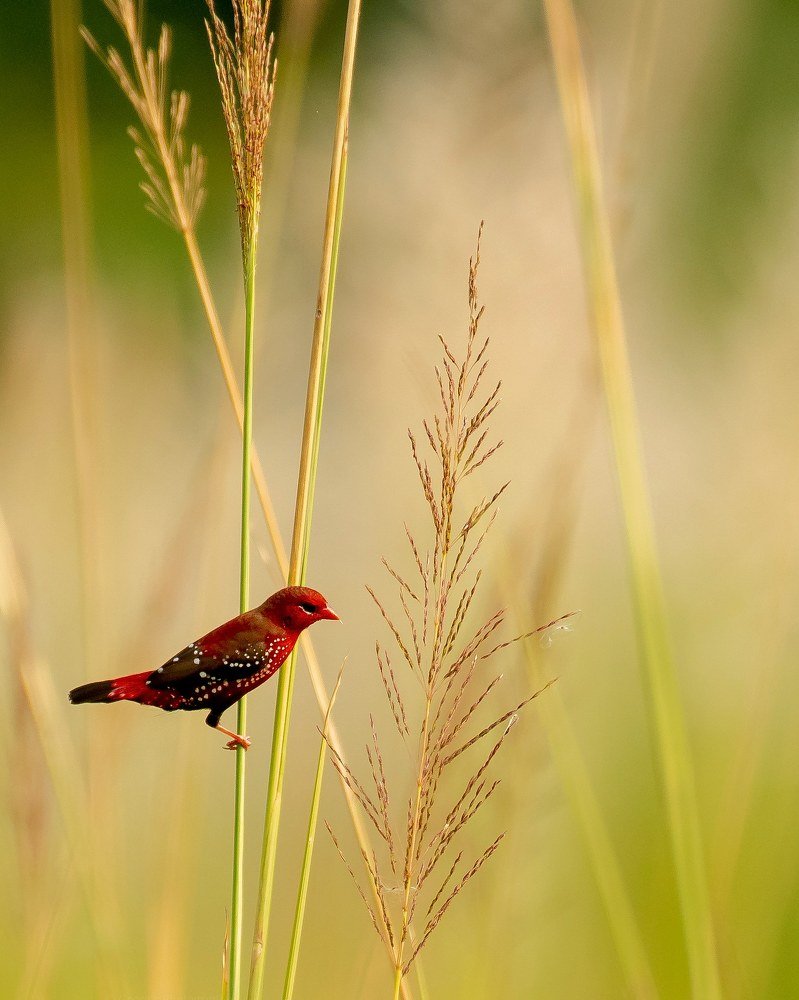Red Avadavat or Strawberry finch or Red Munia