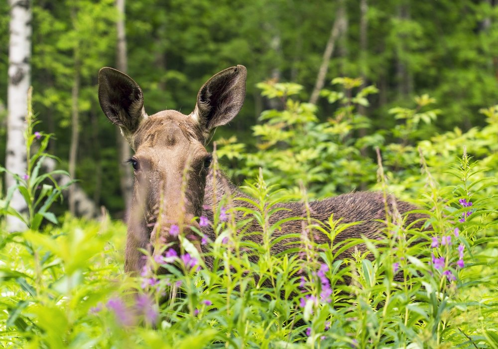 Photograph by Алексей Маринченко