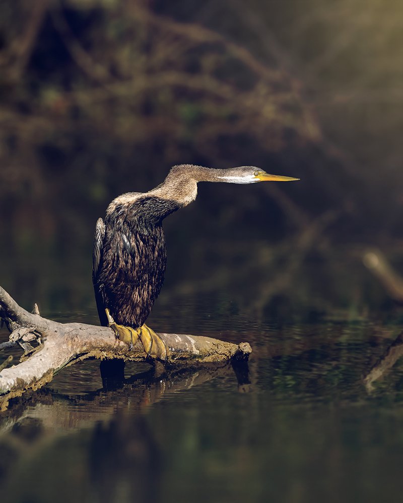 Photograph by NAVONILOY BHAUMIK