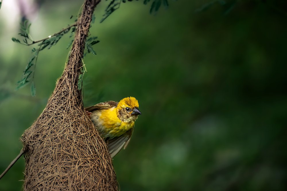 Photograph by NAVONILOY BHAUMIK