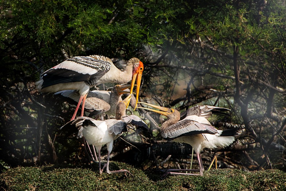 Photograph by NAVONILOY BHAUMIK
