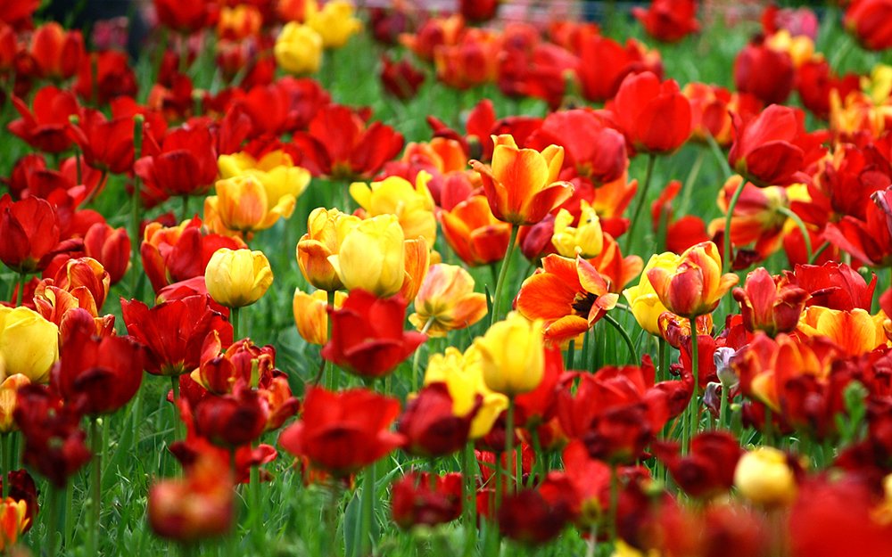 Photograph by Siamak Sabet