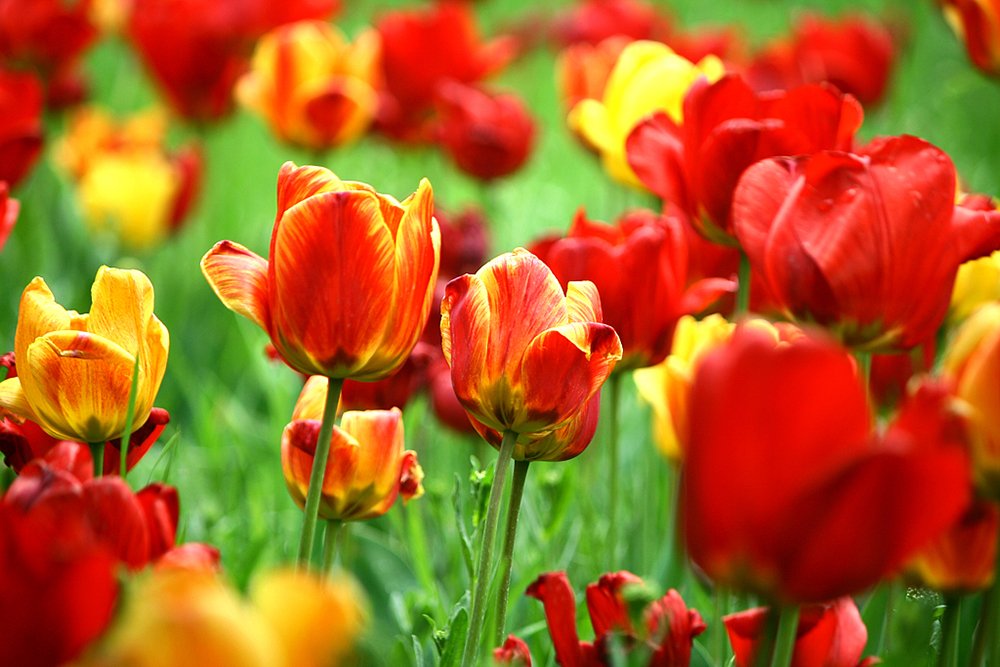 Photograph by Siamak Sabet