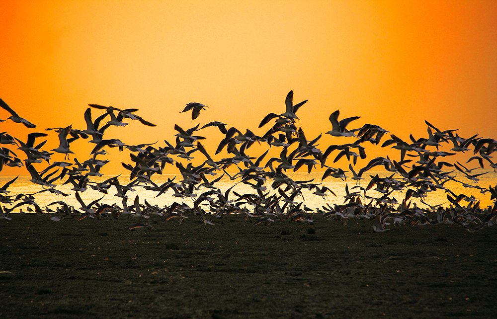 Photograph by Siamak Sabet