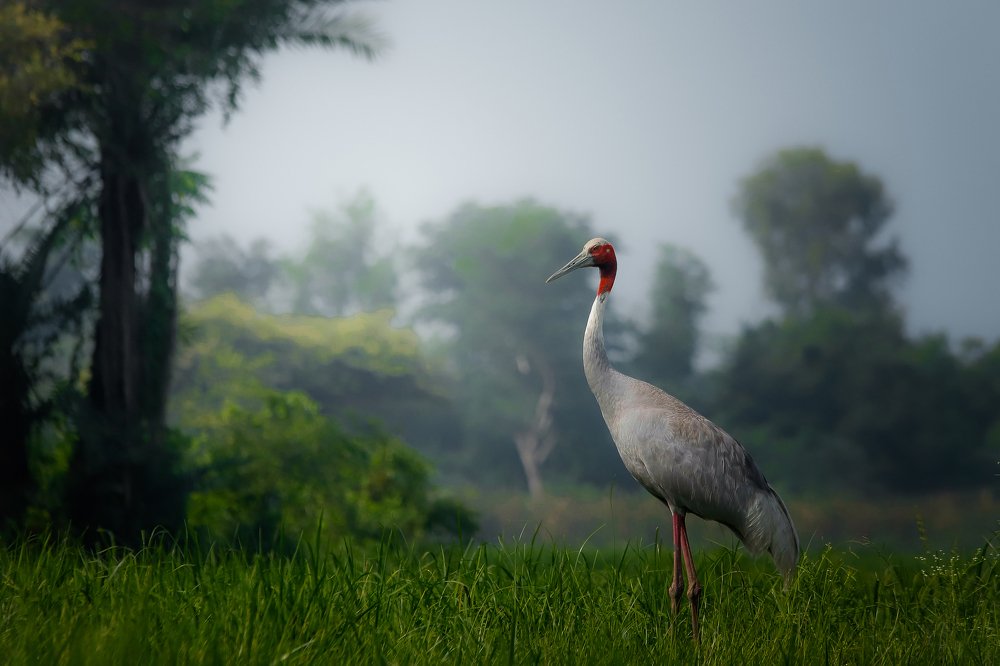 Saras Crane (Antigone antigone)