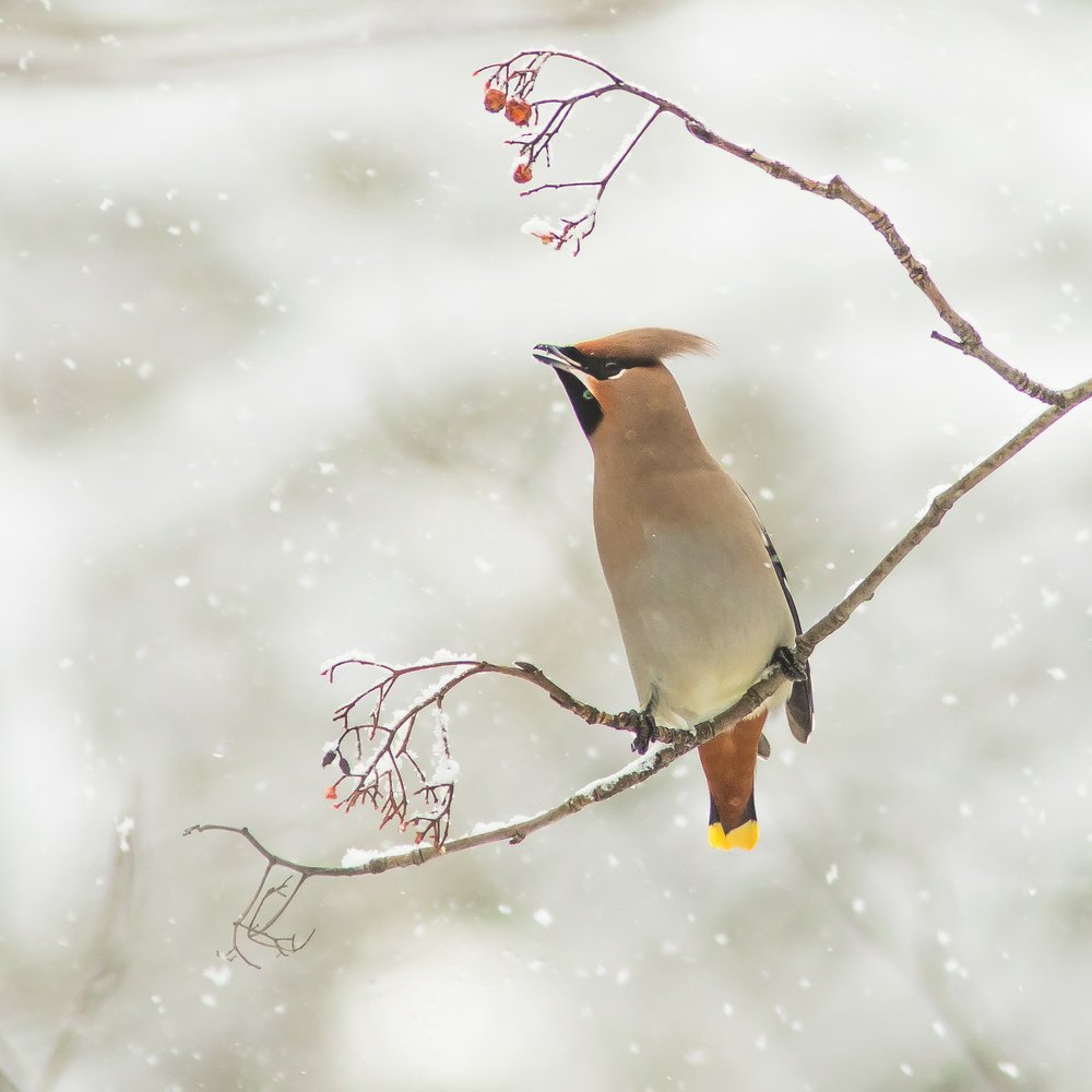 Свиристель