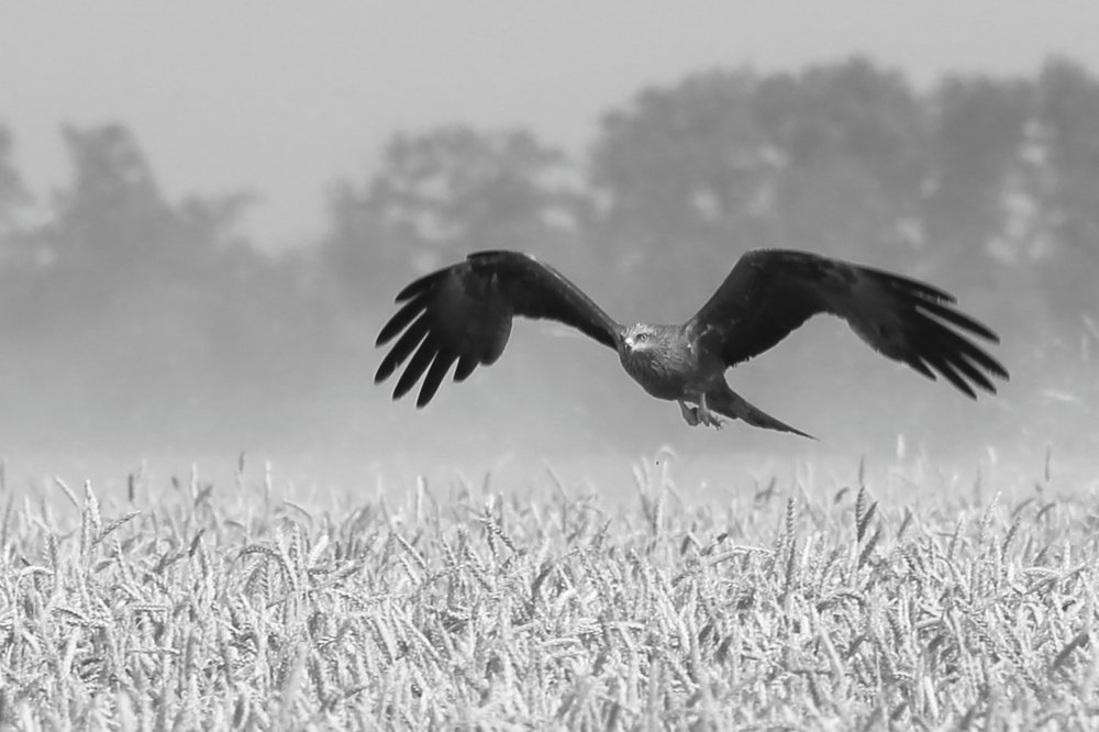 охота на саранчу