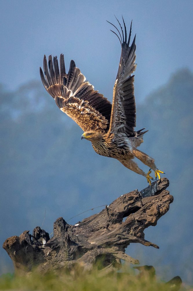 THE MAJESTIC TAKE-OFF