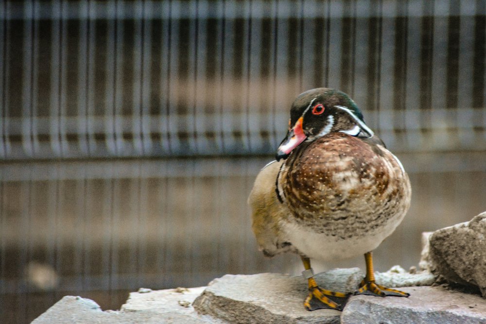 Photograph by Szilveszter Zoltan