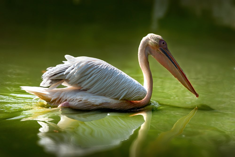 Photograph by David Lerer