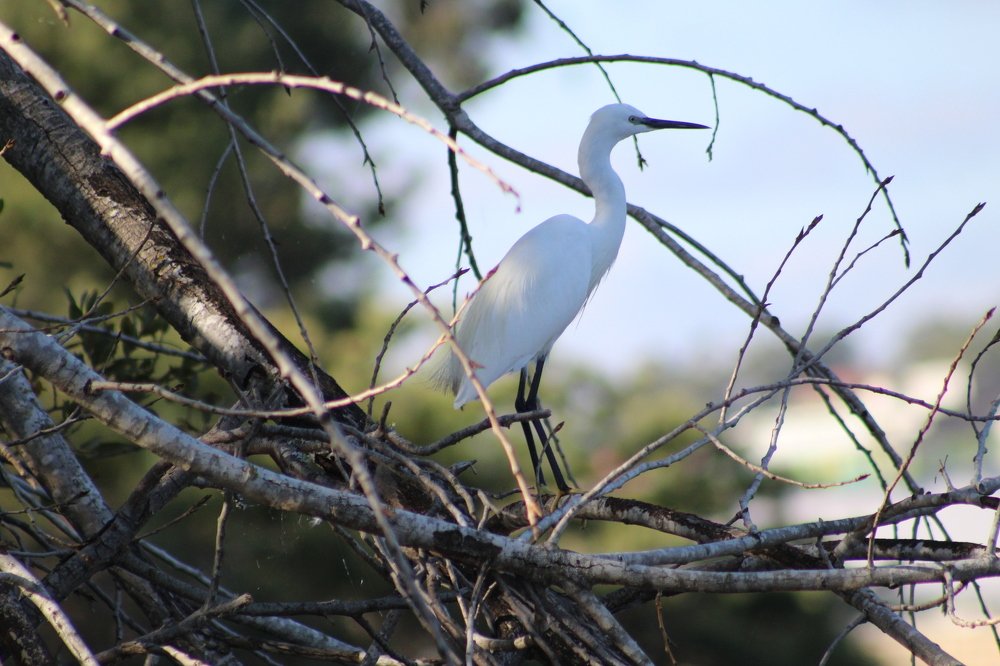 Garça-branca-pequena (Egretta garzetta)