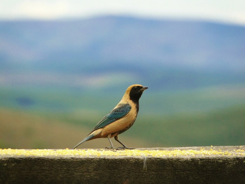 Photograph by Mauricio Brasilli