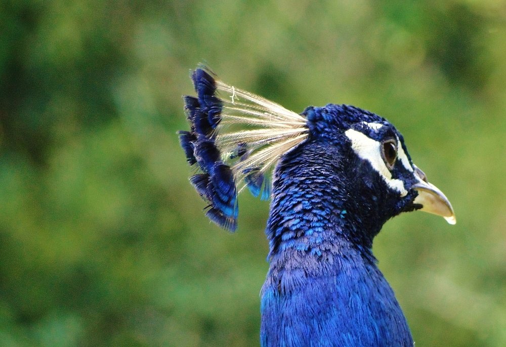 Photograph by Mauricio Brasilli