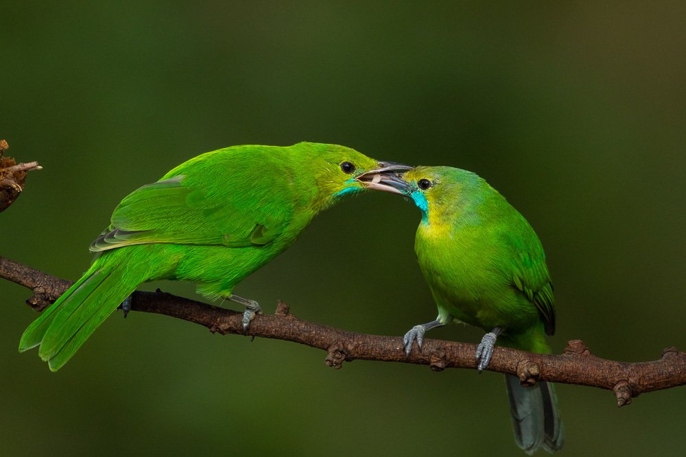 Sharing each other - Jerdon's Leaf bird