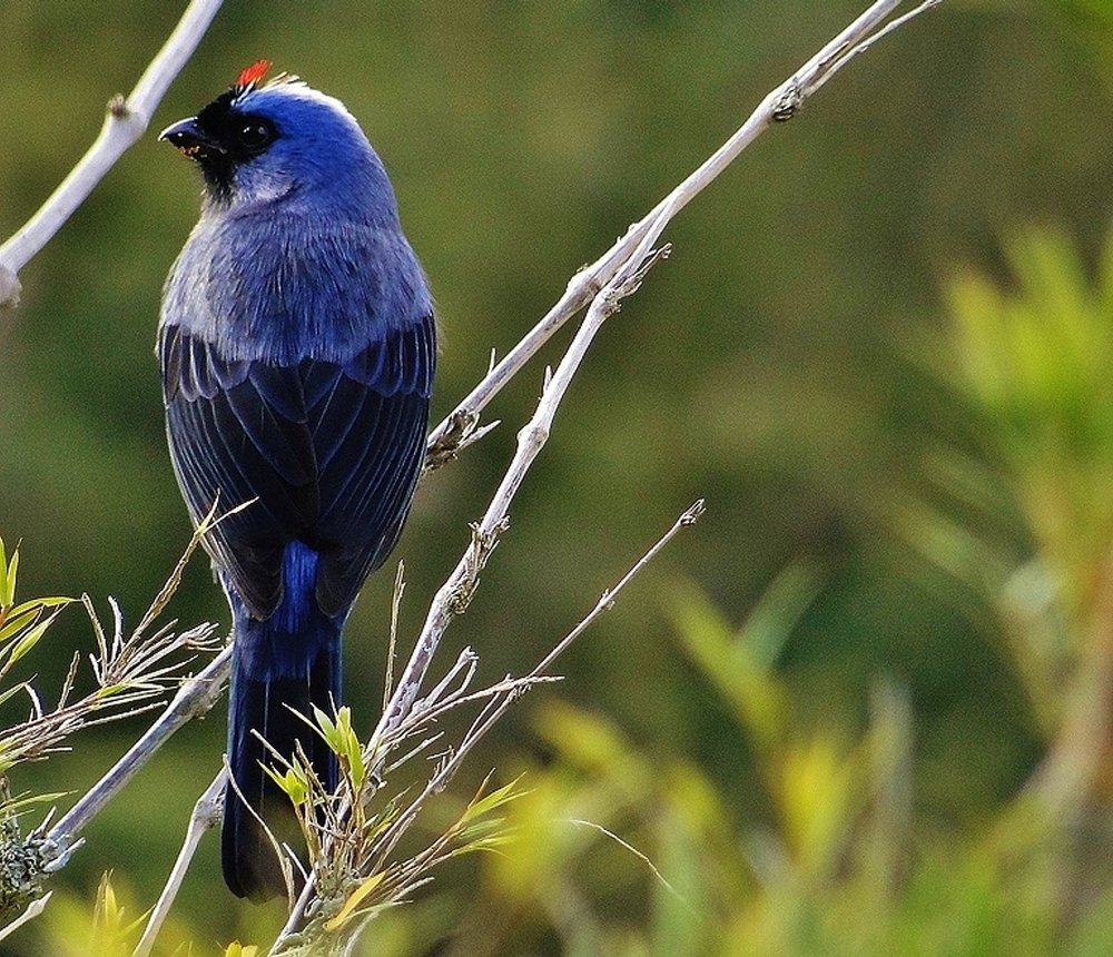 Photograph by Mauricio Brasilli