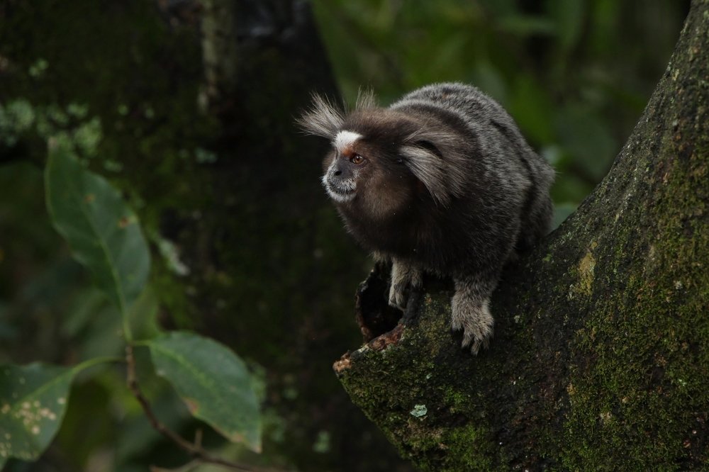 Photograph by Tatiana Barthem