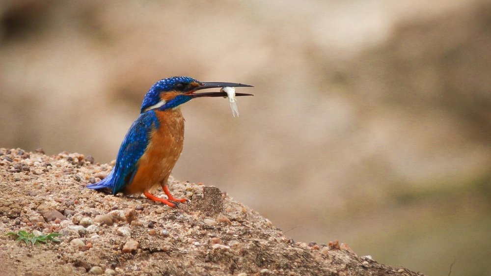 Photograph by Venki Venkatesh