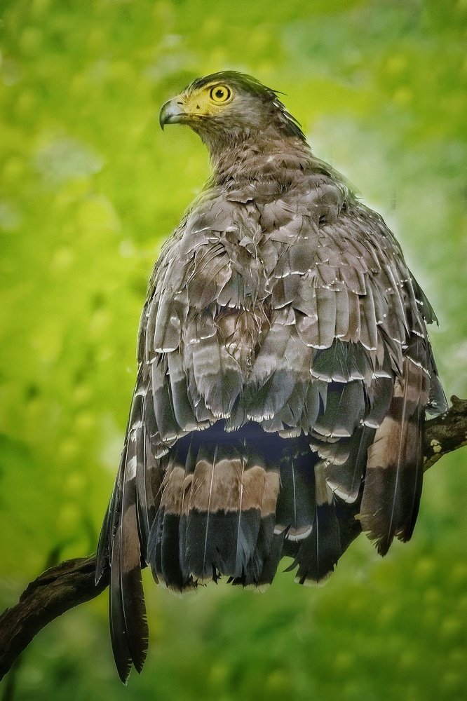 Photograph by Digambar Chaple