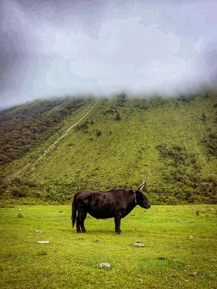 Photograph by Dev Bahadur Chhetri