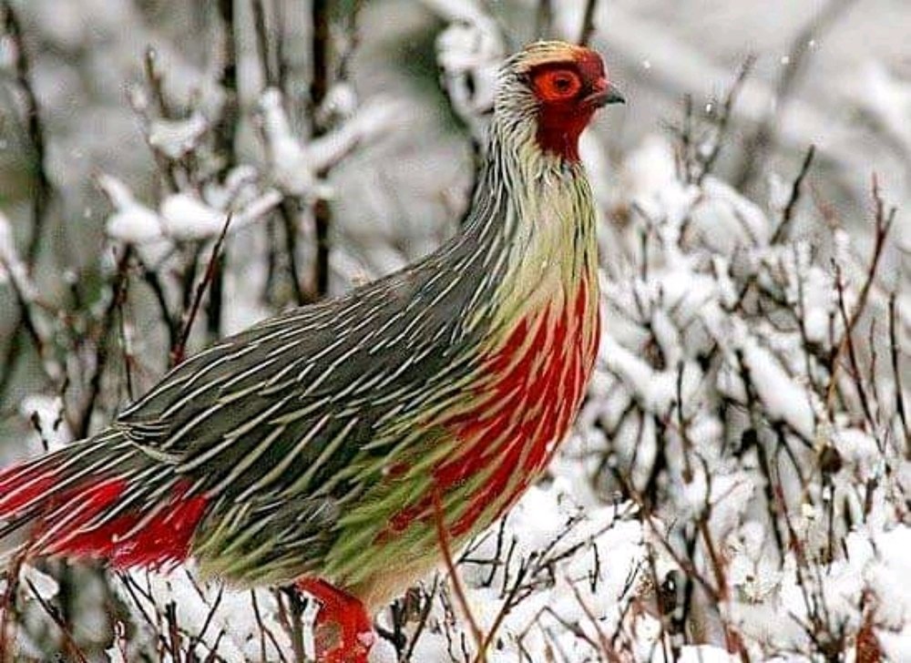 The Blood Pheasant