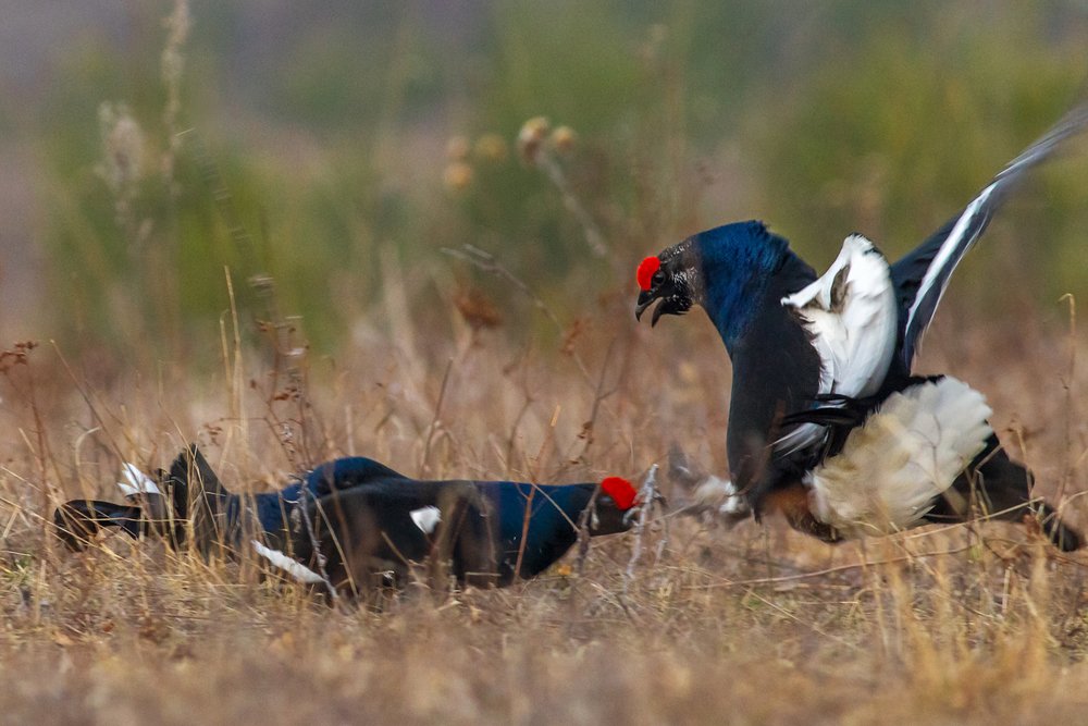 Фотография автора Vyacheslav Lozhkin