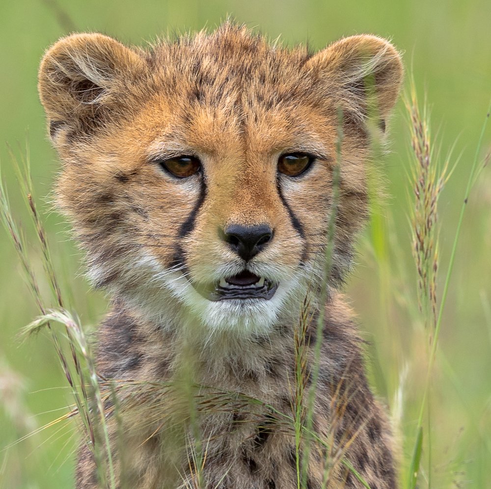 Фотография автора Rajharsha Narayanswamy