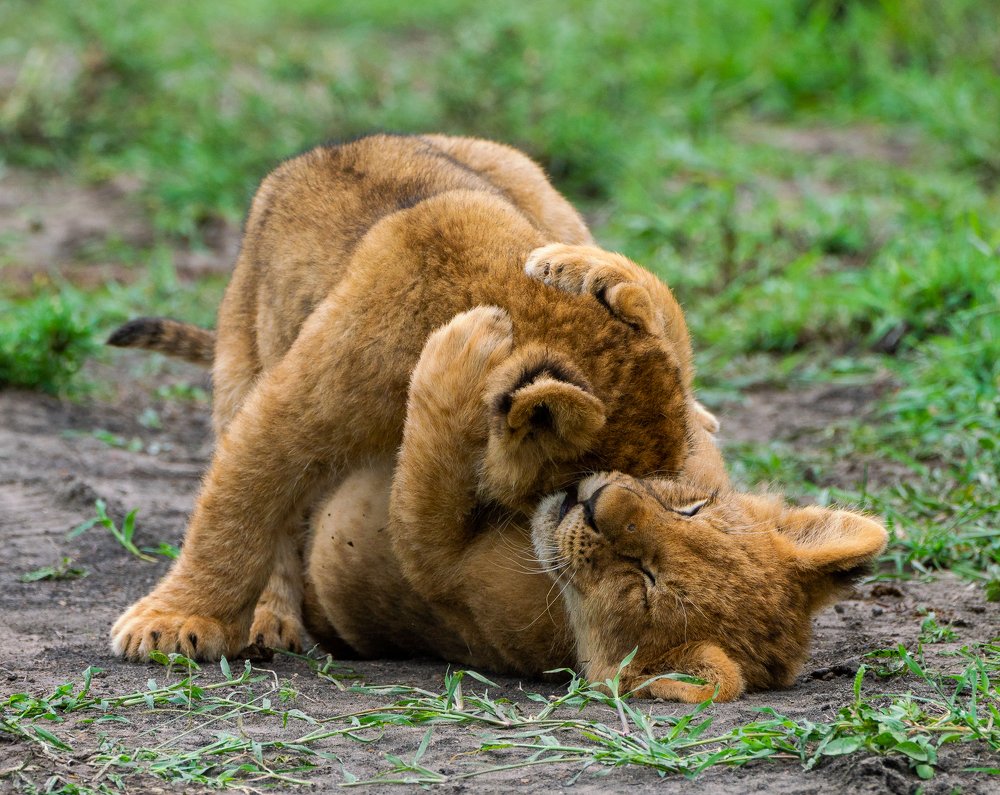 Фотография автора Rajharsha Narayanswamy