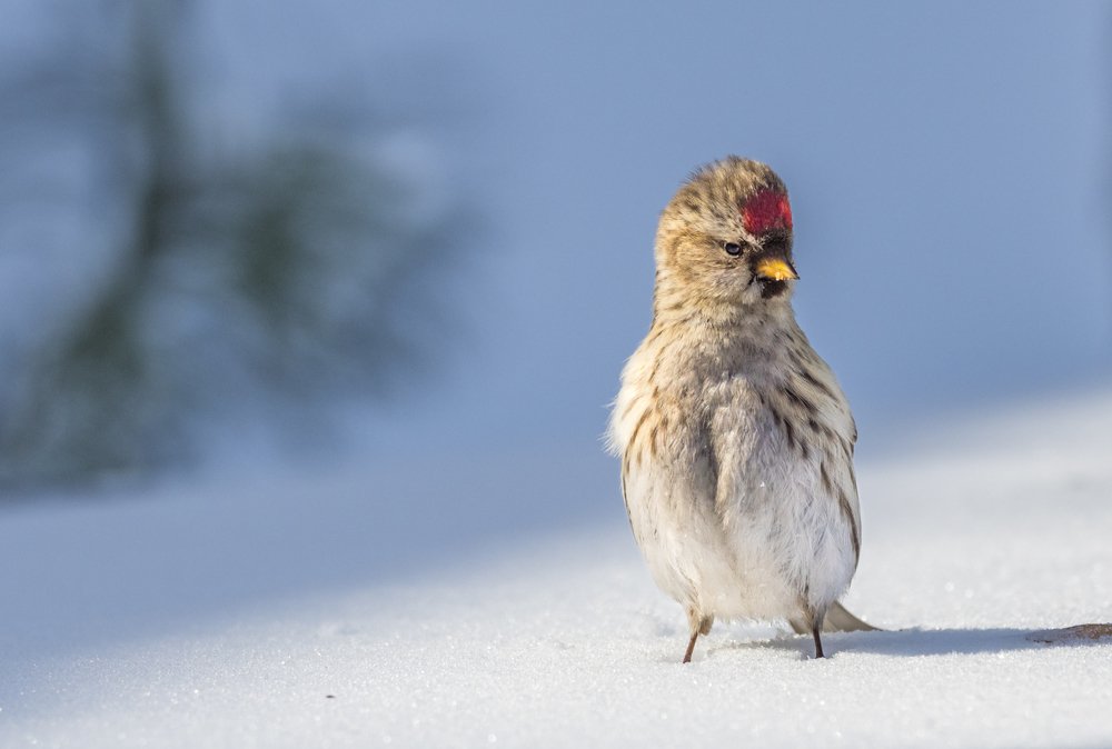 Photograph by Курлянцев Алексей