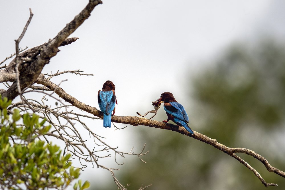 Photograph by Samudra Kanankearachchi