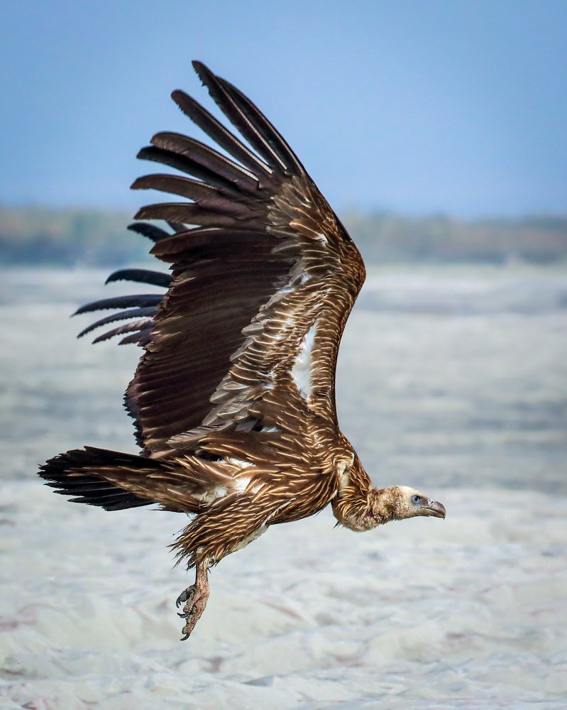 Himalayan griffon vulture