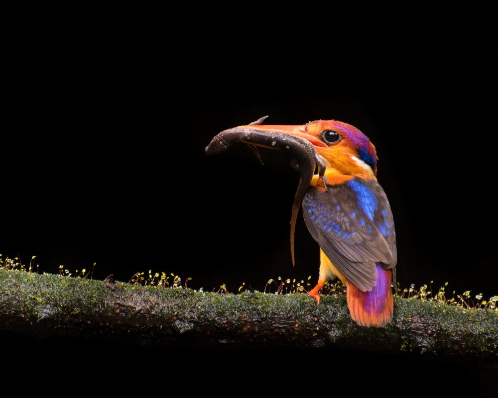 Oriental dwarf kingfisher
