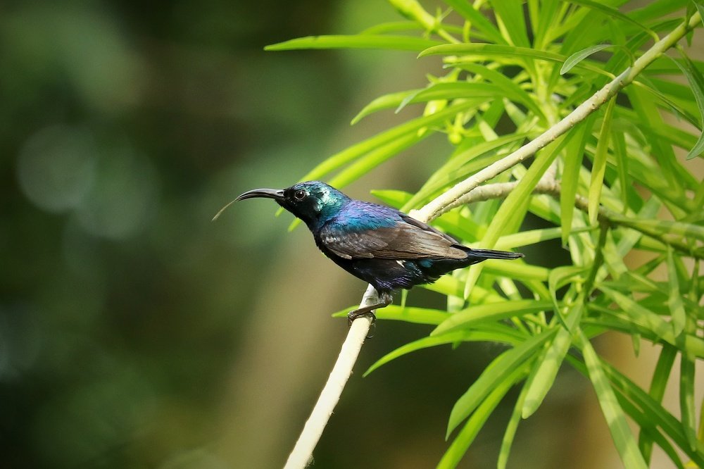 Photograph by Shabbosachi Das