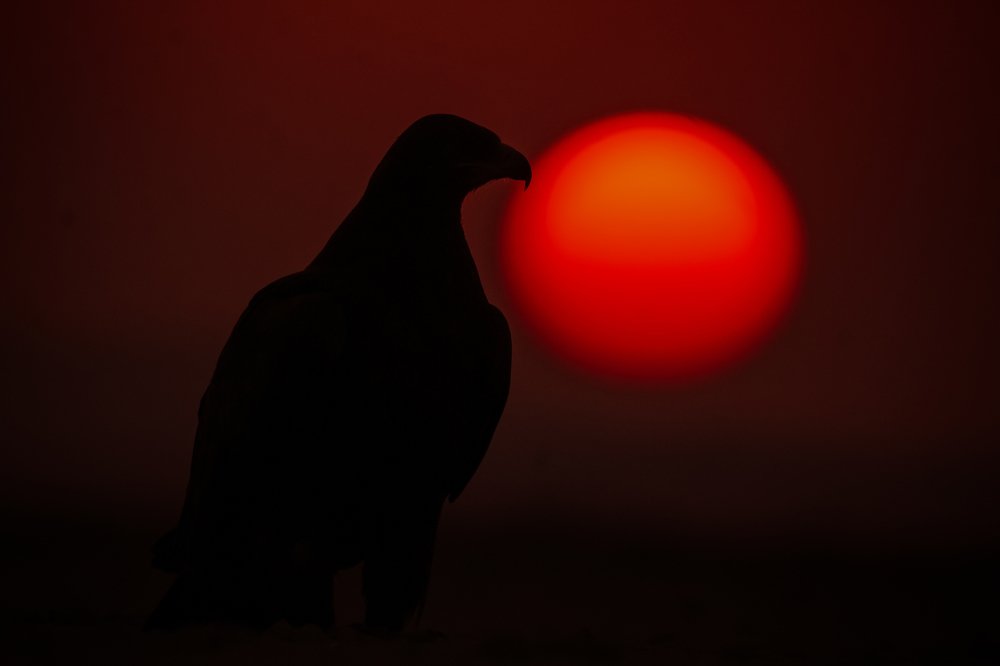 Silhouette