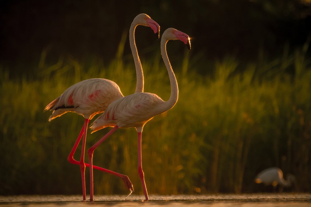 Pink Beauty