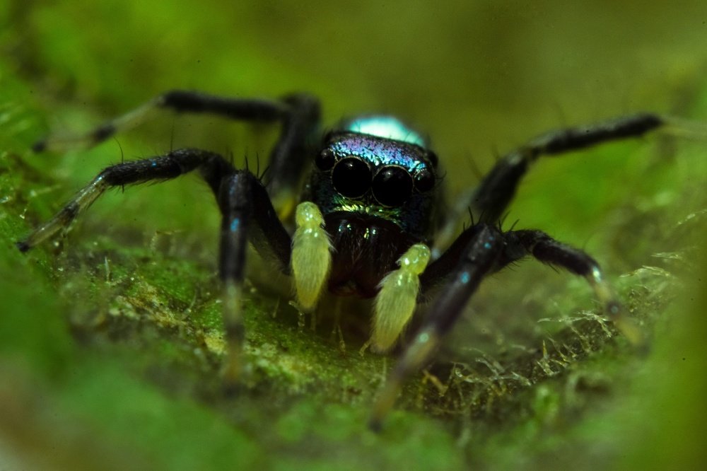 Macro spider