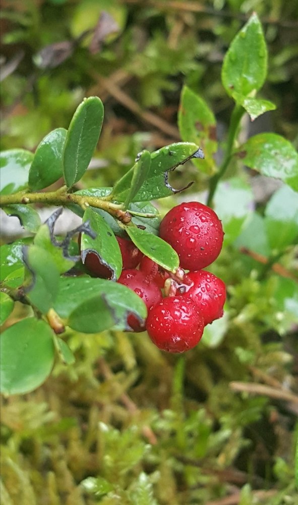 Фотография автора Rasa Zdaniene