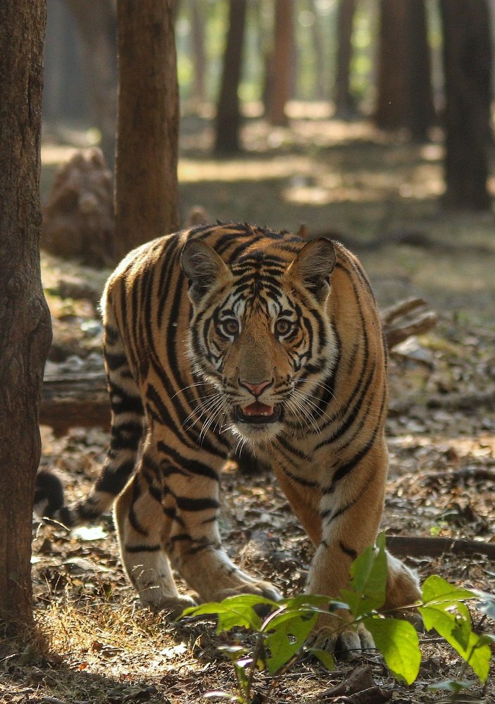 Back Off - The Crouching Tiger.